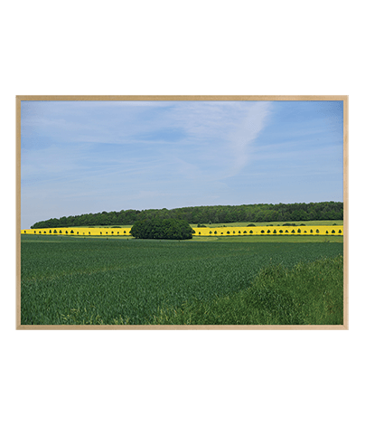 CANOLA