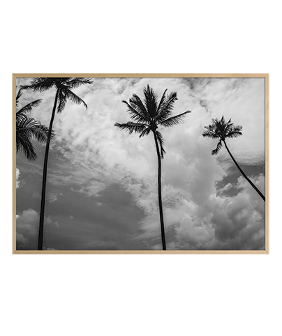 DARK_PALM_01