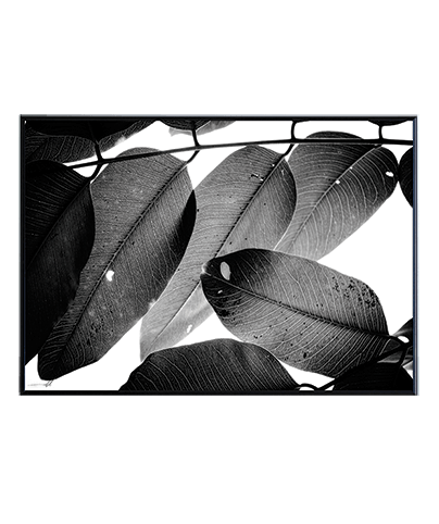 LEAVES_01