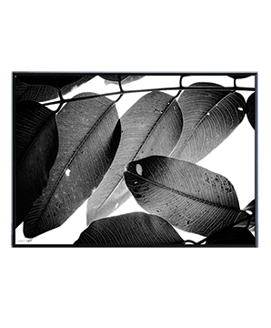 LEAVES_01