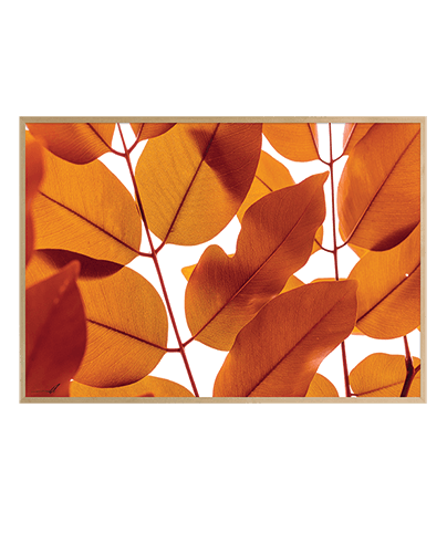 LEAVES_06