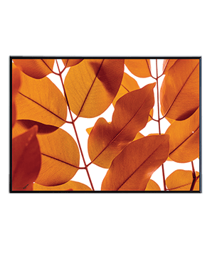 LEAVES_06