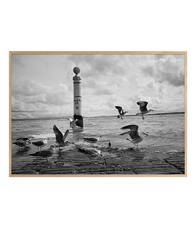 A_FLOCK