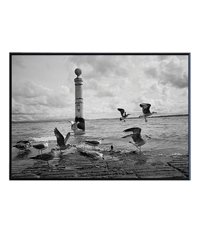 A_FLOCK