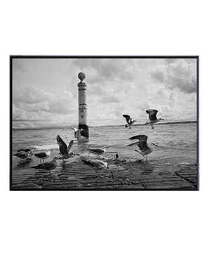 A_FLOCK