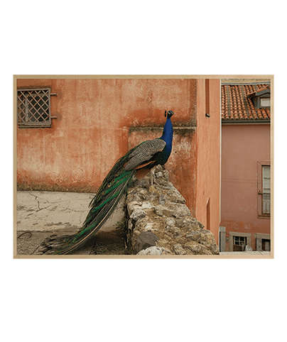 PEACOCK
