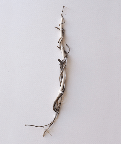 SPINE 13